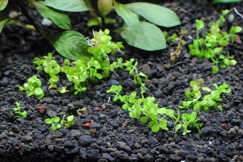 植栽から1日目　ニューラージパールグラス
